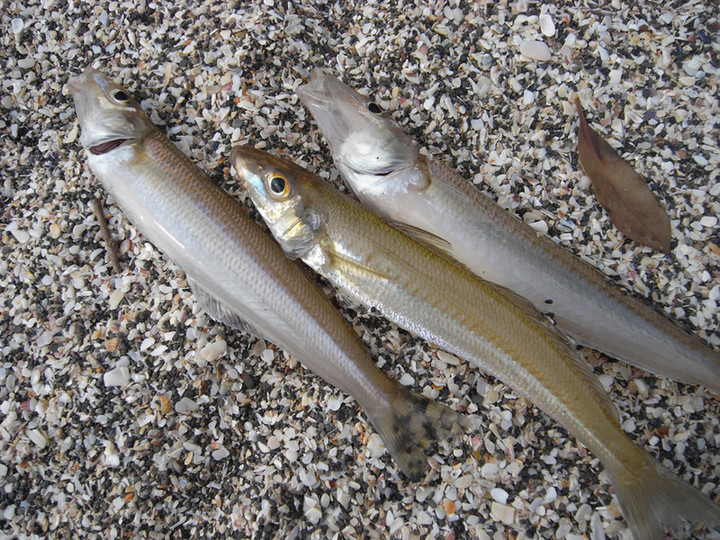 Kisu