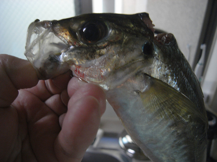Bass