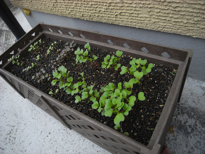 Planter