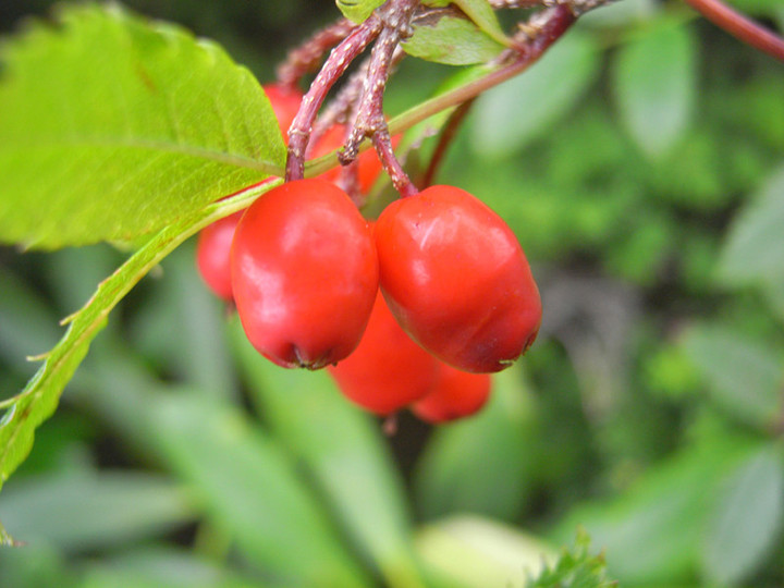 R0012356