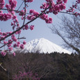 10 音無の滝付近からの富士