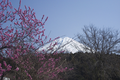 09 音無の滝付近からの富士